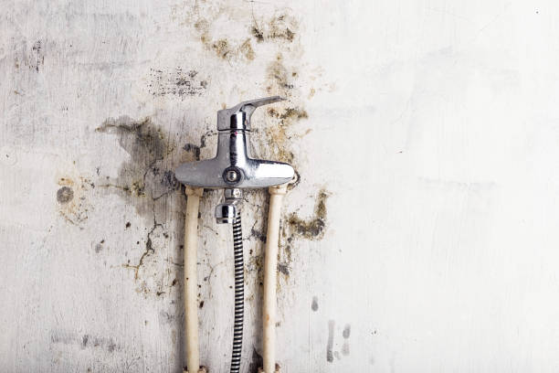 Best Insurance-Related Mold Remediation in Lake Oswego, OR