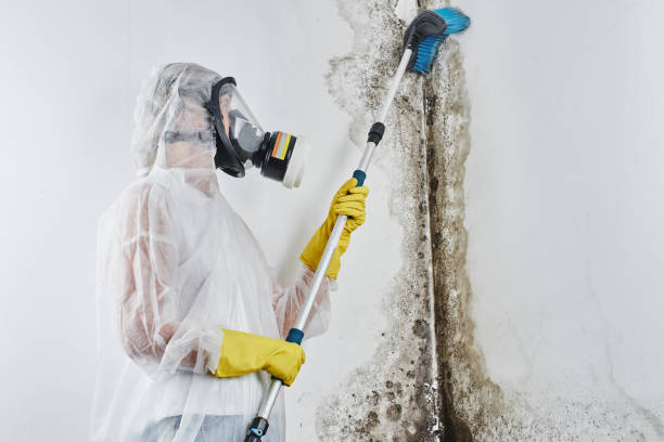 Best Residential Mold Remediation in Lake Oswego, OR