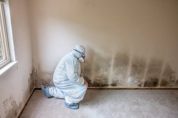 Best Basement Mold Remediation in Lake Oswego, OR