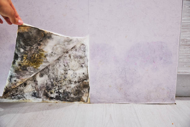 Professional Mold Remediation in Lake Oswego, OR
